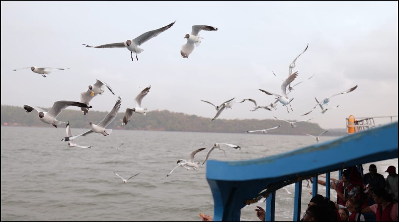 Seabirds flying beside a passenger boat